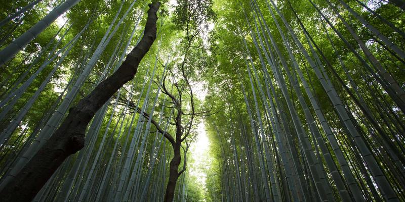 创意内容71:在生活发现中,如何安全转化“毒皮物123”为灵感养分